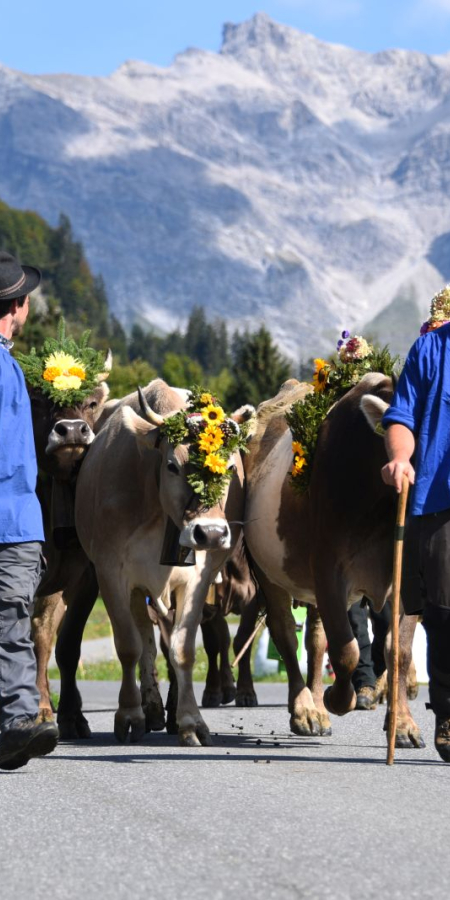 Alpabzug vor Schesaplana
