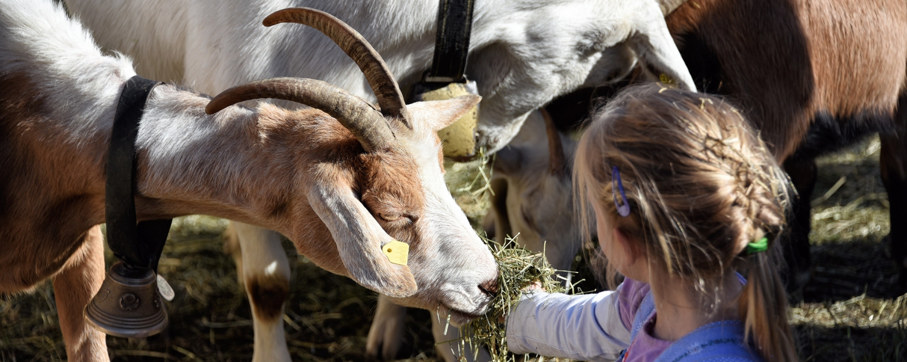 Ein Mädchen füttert im Streichelzoo eine Ziege