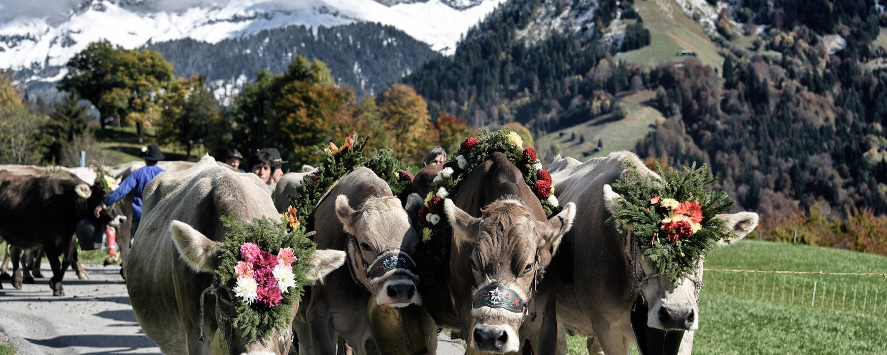 Blumengeschmückte Kühe vor dem Schesaplanamassiv