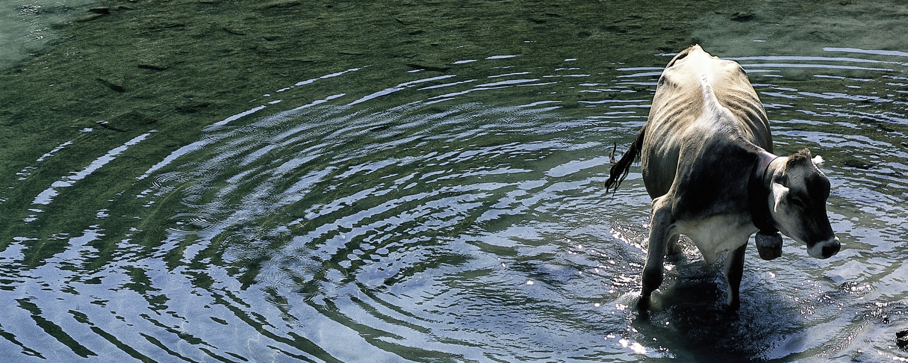 Alpkuh geniesst die Abkühlung in einem Bergsee