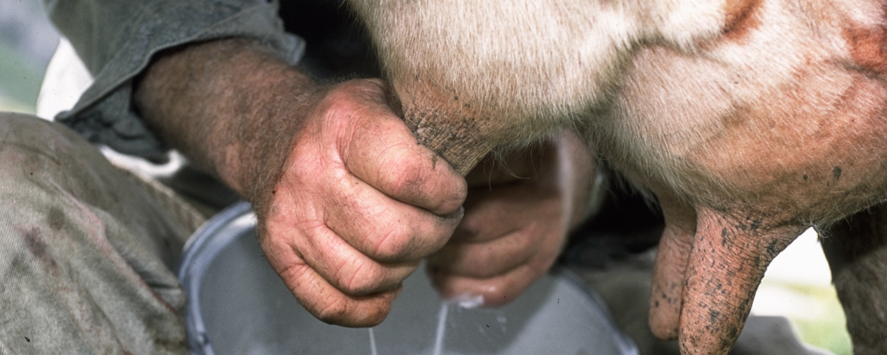 Vorgemolken wird noch immer von Hand