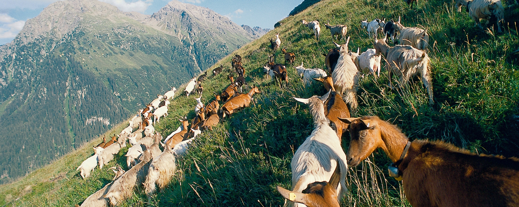 Die Geissen (Ziegen) geniessen den Alpsommer in Klosters