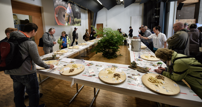 Degustation von Alpkäse in Seewis