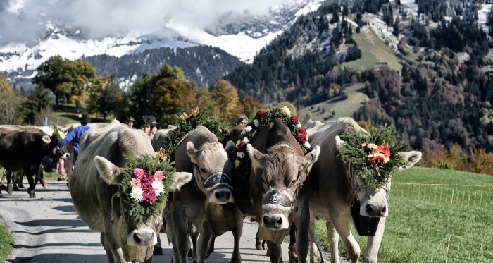 Blumengeschmückte Kühe vor dem Schesaplanamassiv