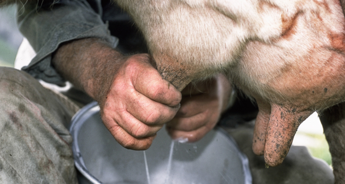 Vorgemolken wird noch immer von Hand