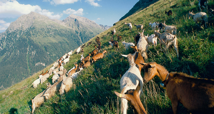 Die Geissen (Ziegen) geniessen den Alpsommer in Klosters