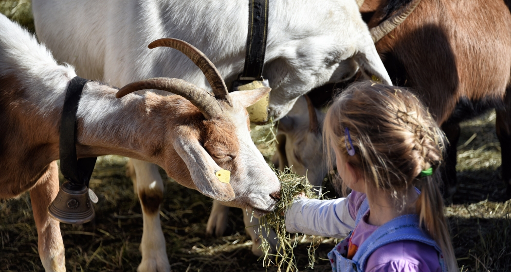 Ein Mädchen füttert im Streichelzoo eine Ziege (© Ziitla.ch) Ein Mädchen füttert im Streichelzoo eine Ziege