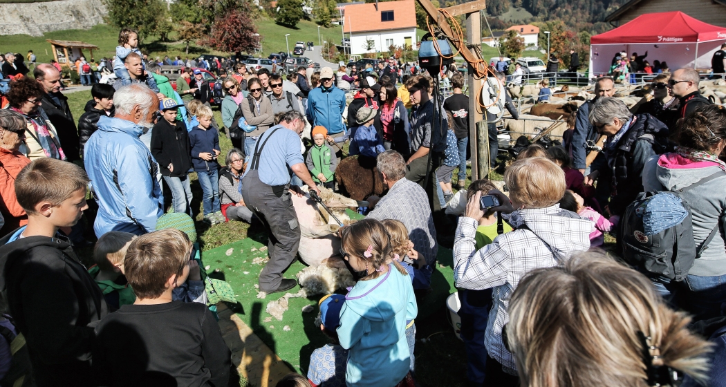 Enormer Publikumsaufmarsch wenn die Schafe geschoren werden