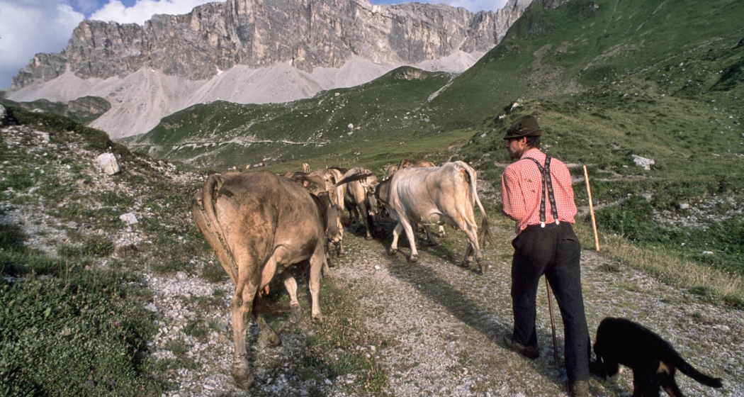 Älpler treibt die Kühe wieder auf die Alpweide (© Peter Donatsch) Älpler treibt die Kühe wieder auf die Alpweide