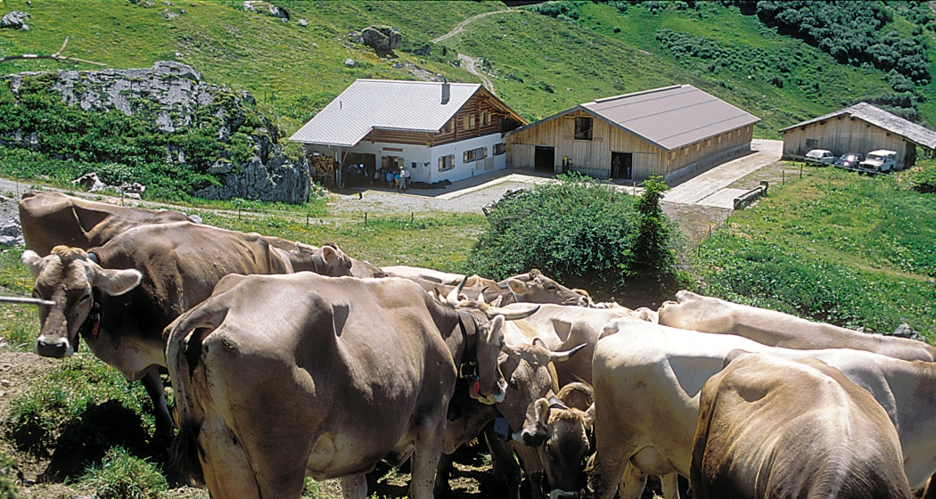 Alp Drusa (© Peter Donatsch) Alp Drusa