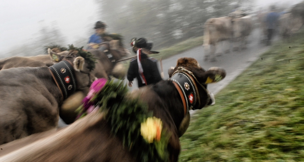 Nebelverhangener Alpabzug (© Peter Donatsch) Nebelverhangener Alpabzug