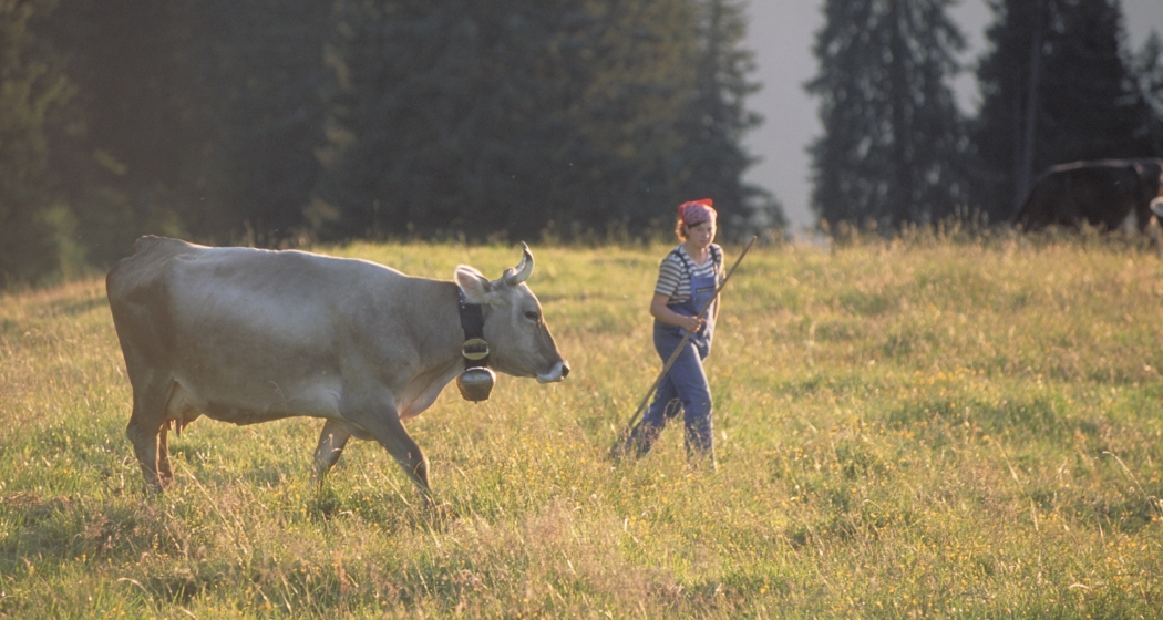 Hirtin treibt die letzte Kuh in den Stall (© Peter Donatsch) Hirtin treibt die letzte Kuh in den Stall