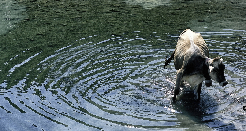 Alpkuh geniesst die Abkühlung in einem Bergsee (© Peter Donatsch) Alpkuh geniesst die Abkühlung in einem Bergsee