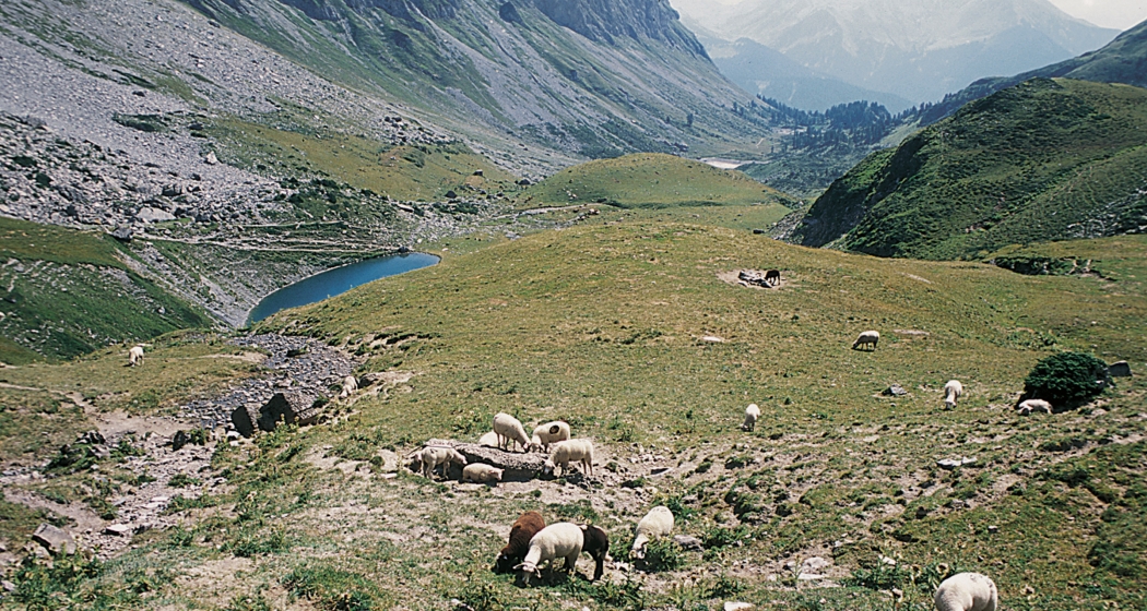 Maienfelder Schafe grasen oberhalb der Fläscher Seen