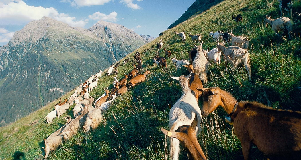 Die Ziegen auf der Alp Falla in Klosters (© Peter Donatsch) Die Geissen (Ziegen) geniessen den Alpsommer in Klosters