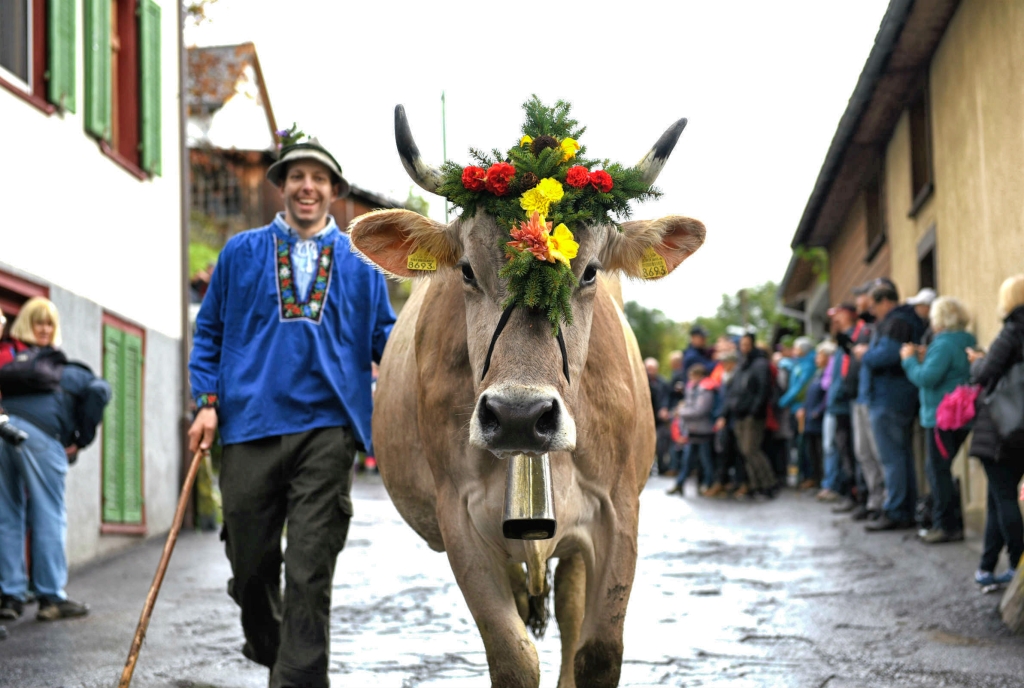 Am Alpabzug vom Alpspektakel in Seewis
