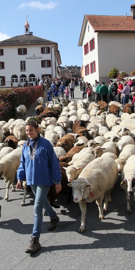Schafe, Schäferin und Schäfer. (© Kellermedia, Grüsch) Brav wie ein Lamm folgen die Schafe meistens Schäferin und Schäfer.