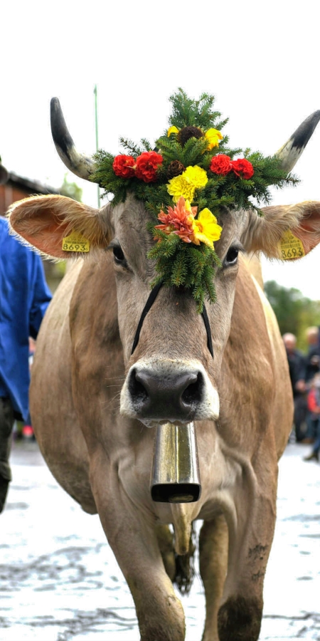 Am Alpabzug vom Alpspektakel in Seewis (© Ziitla.ch) Am Alpabzug vom Alpspektakel in Seewis