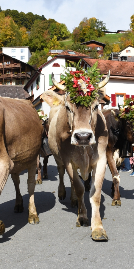 Alpabzug Prättigauer Alp Spektakel 2022