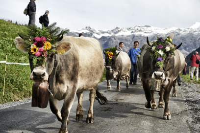 Programm Kuh, Blumen