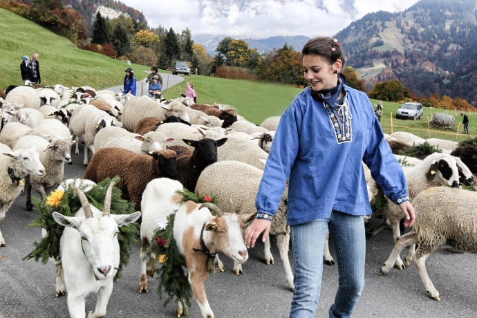 Schafe und Ziegen sind auch Teil des Alpabtriebes (© Kellermedia, Grüsch) Schafe und Ziegen sind auch Teil des Alpabtriebes