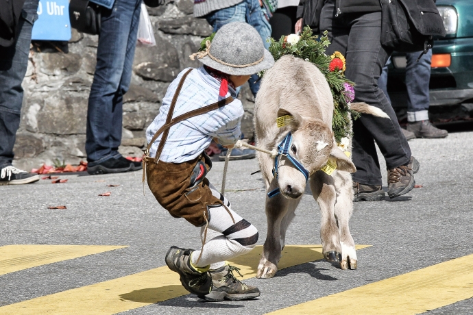 Offensichtlich nicht derselben Meinung. (© Kellermedia, Grüsch) Junge zieht Kalb am Strick, offensichtlich nicht derselben Meinung