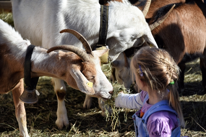 Ein Mädchen füttert im Streichelzoo eine Ziege (© Ziitla.ch) Ein Mädchen füttert im Streichelzoo eine Ziege