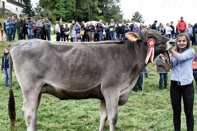 Bloom Rinder Champion 2019