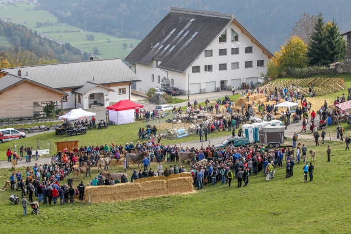 Der Präsentationsring für das Rinderspektakel (© Ziitla.ch) Der Präsentationsring für das Rinderspektakel