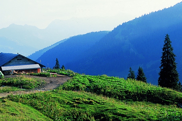 Die idyllisch gelegene Alp Zanutsch (© Peter Donatsch) Die idyllisch gelegene Alp Zanutsch