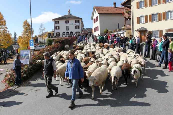 Brav wie ein Lamm folgen die Schafe meistens Schäferin und Schäfer.