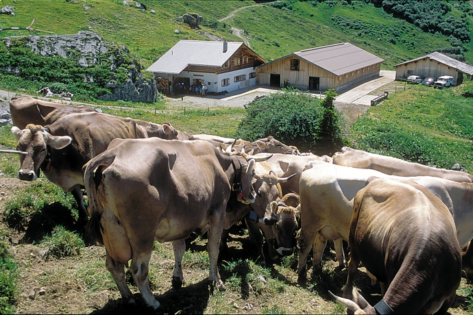 Alp Drusa (© Peter Donatsch) Alp Drusa