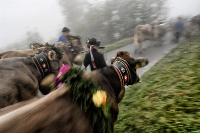 Nebelverhangener Alpabzug (© Peter Donatsch) Nebelverhangener Alpabzug