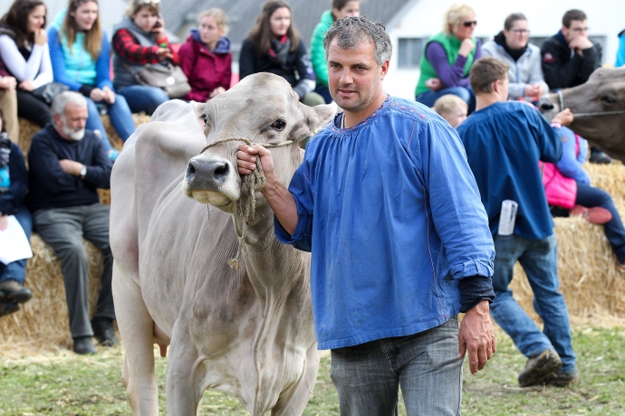 Bauer führt sein Rind in den Richterring. (© Kellermedia, Grüsch) Bauer führt sein Rind in den Richterring.