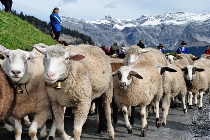 Schafe am Alpabzug (© Ziitla.ch) Die Schafe laufen am Alp Abzug gerne eng nebeneinander.