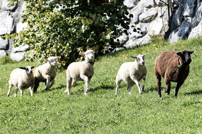 Eine kleine Schafherde anlässlich der Hütehunde-Show.