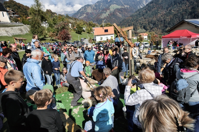 Die Schafschur ist ein Publikumsmagnet (© Kellermedia, Grüsch) Die Schafschur ist ein Publikumsmagnet