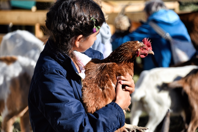 Das Huhn ist aus dem Streichelzoo ausgebüxt. (© Kellermedia, Grüsch) Das Huhn ist aus dem Streichelzoo ausgebüxt.