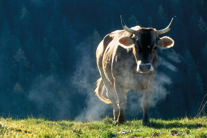 Alpkuh dampft in der Morgensonne
