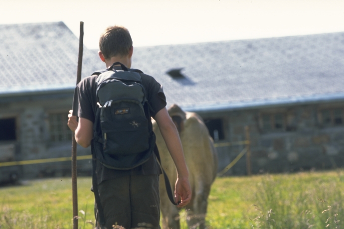 Hirte treibt Alpkuh in den Alpstall