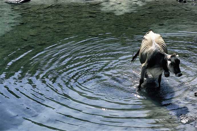 Alpkuh geniesst die Abkühlung in einem Bergsee