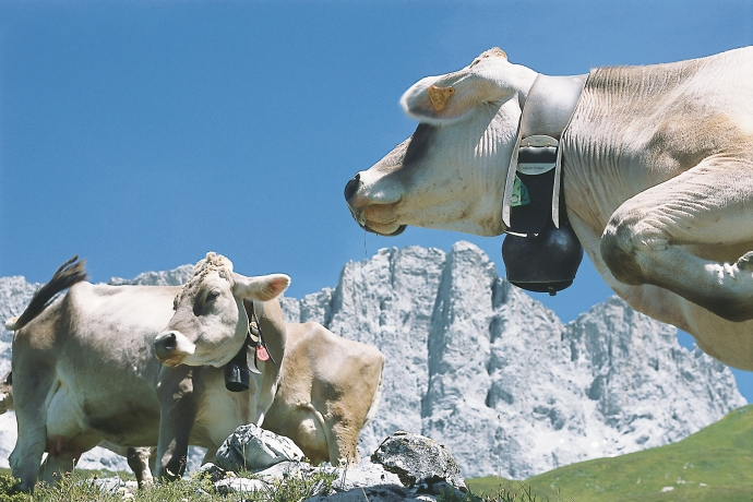 Kühe auf der Alpweide vor Flueh
