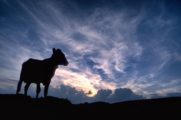 Alpkuh geniesst die Nacht 