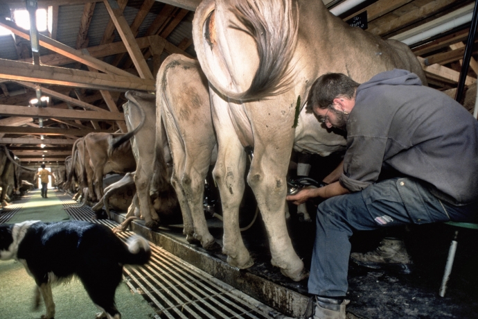 Melken im Alpstall (© Peter Donatsch)  Zum Melken werden die Alpkühe meist in den Stall geholt