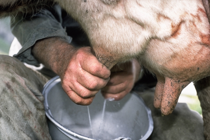 Vorgemolken wird noch immer von Hand (© Peter Donatsch) Vorgemolken wird noch immer von Hand
