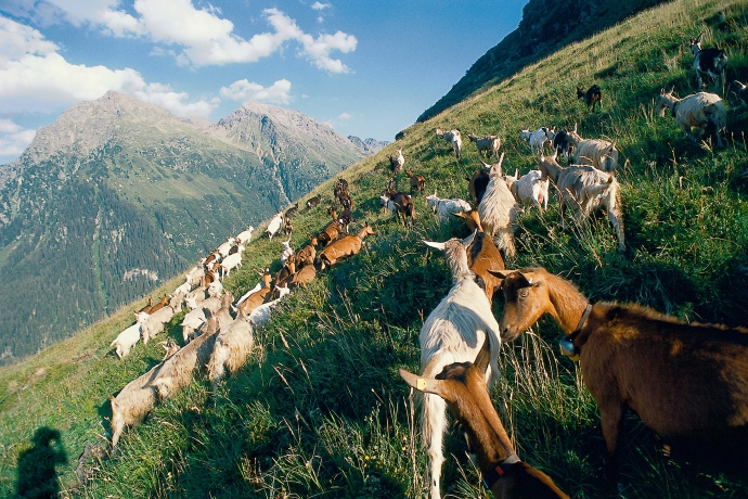 Die Ziegen auf der Alp Falla in Klosters (© Peter Donatsch) Die Geissen (Ziegen) geniessen den Alpsommer in Klosters