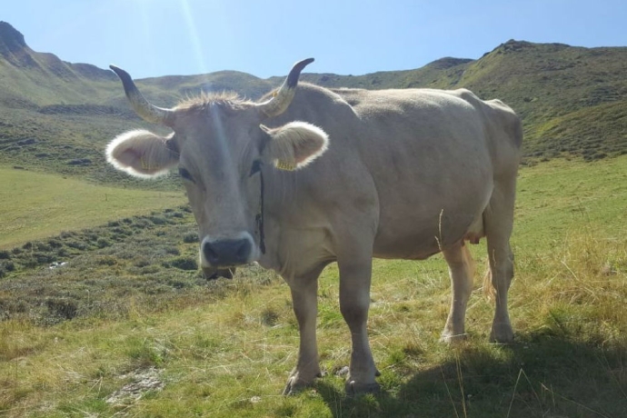 Kuh Rositta / Alp Larein Jenaz / Götti David