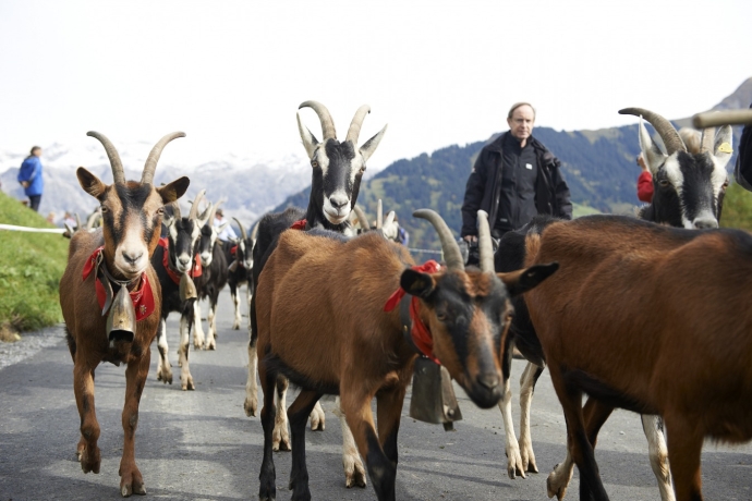 Ziegen als Teil des Alpabzuges am Alp Spektakel (© Stefan Schlumpf) Ziegen als Teil des Alpabzuges am Alp Spektakel