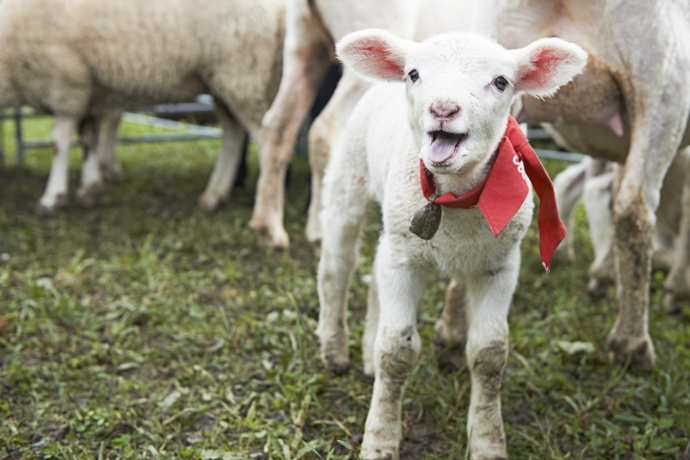 Wer recht blöcken will, muss früh damit anfangen. (© Stefan Schlumpf) Wer recht blöcken will, muss früh damit anfangen.