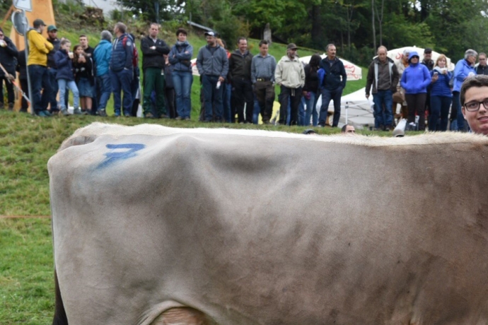 Arena Miss Rinderspektakel 2019 aus dem Stall Roffler Überlandquart